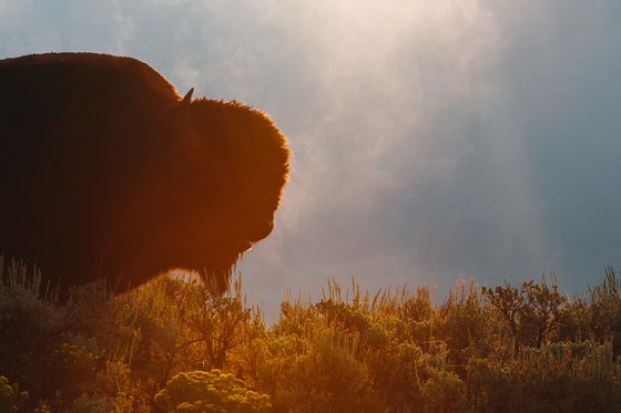 Yellowstone National Park