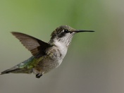 Ruby-Throated Hummingbird in flight