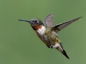 Ruby-Throated Hummingbird
