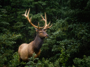 Elk in Jasper