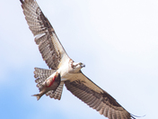 Osprey mood 2023