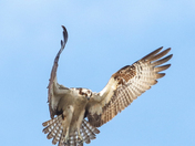Osprey mood 2023