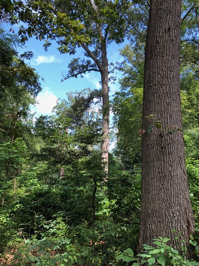 Occoquan Bay National Wildlife Refuge