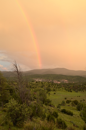 Gila National Forest