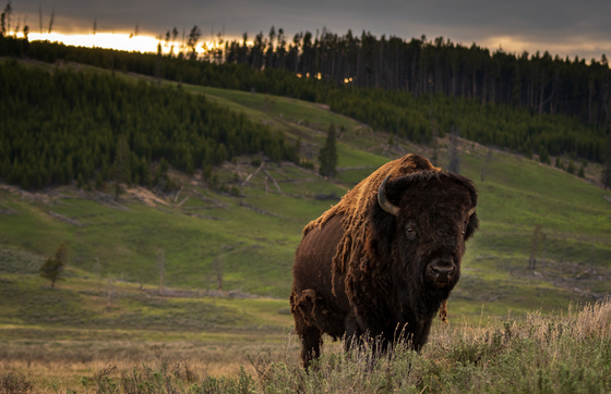 Yellowstone National Park