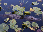 Everglades National Park