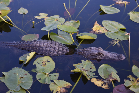 Everglades National Park