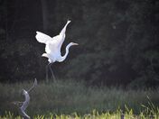 Great egret is taking off.