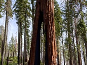 Yosemite National Park