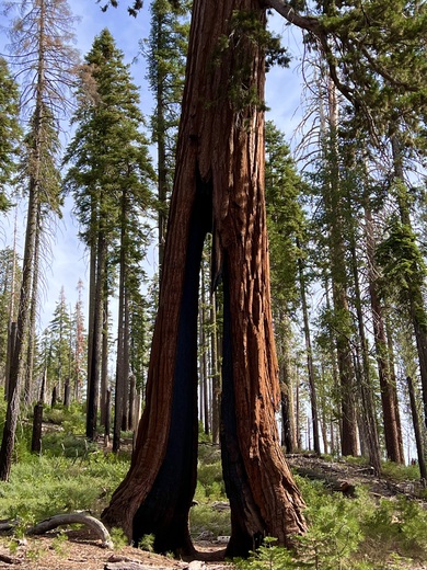 Yosemite National Park