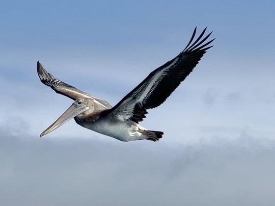 Channel Islands National Park