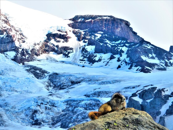 Mt Rainier National Park