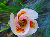 Angeles National Forrest