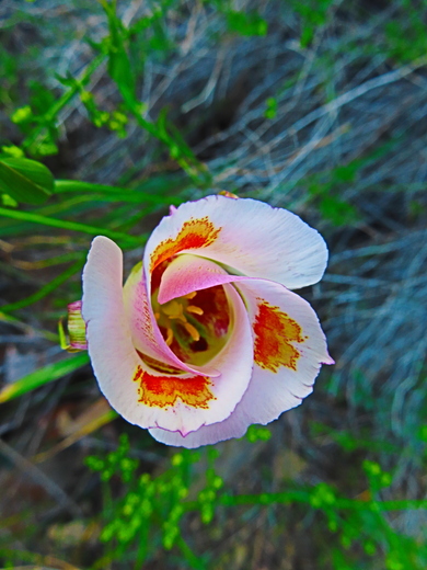 Angeles National Forrest
