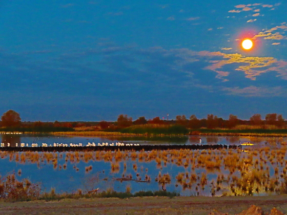 Sonny Bono National Wildlife Refuge