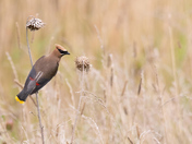 Cedar Waxwing