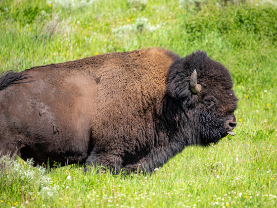Yellowstone National Park