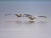 Pelicans