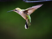 Ruby-throated Hummingbird