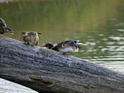 Three's a crowd