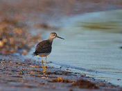 Early Fall Sandpiper