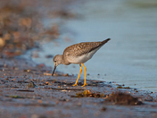 Early Fall Sandpiper