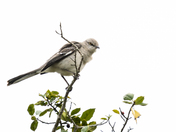 Edwin B. Forythe National Wildlife Refuge