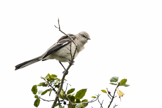 Edwin B. Forythe National Wildlife Refuge