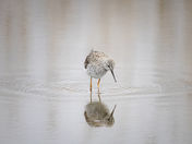 Edwin B. Forsythe National Wildlife Refuge