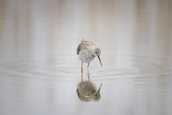 Edwin B. Forsythe National Wildlife Refuge