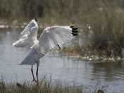 Meritt Island National Wildlife Refuge