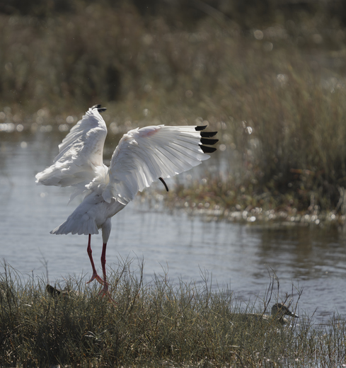 Meritt Island National Wildlife Refuge