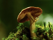 Mushroom