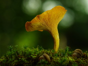 mushroom