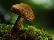 mushroom