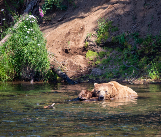 Katmai National Park