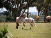 Cumberland Island National Seashore
