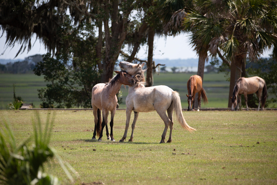 Cumberland Island National Seashore