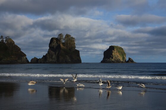 Olympic National Park