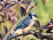 Bluejay