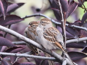 Pair of Sparrows