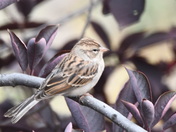Chipping Sparrow