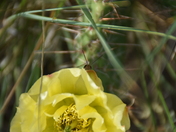 Theodore Roosevelt National Park