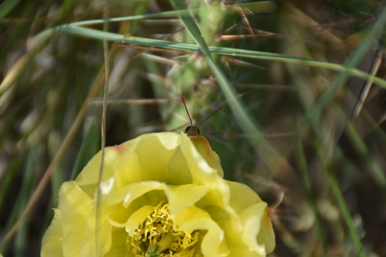 Theodore Roosevelt National Park
