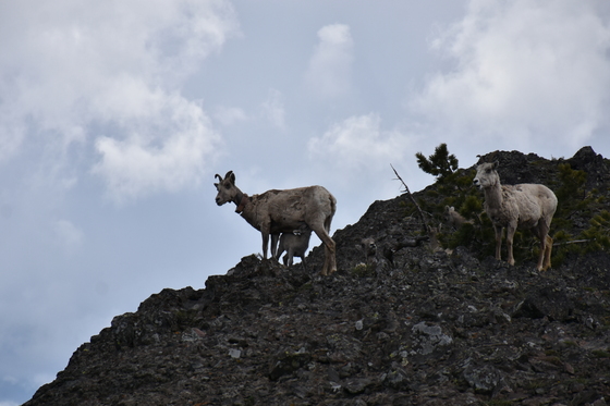 Yellowstone National Park