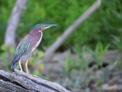 Green Heron