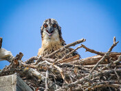 Young Osprey (not quite fledged)