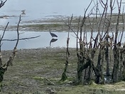 Billy Frank Jr. Nisqually National Wildlife Refuge