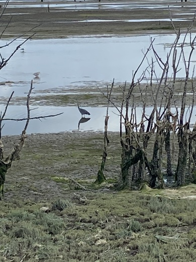 Billy Frank Jr. Nisqually National Wildlife Refuge