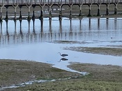 Billy Frank Jr. Nisqually National Wildlife Refuge